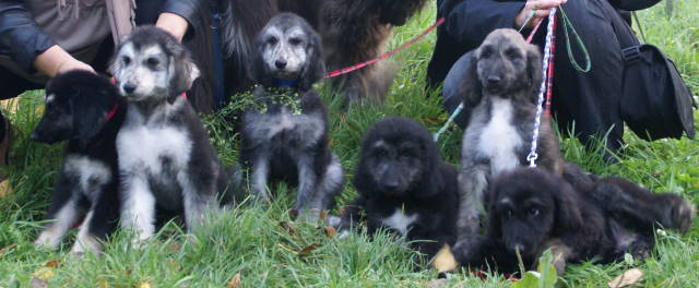 chiots 2011